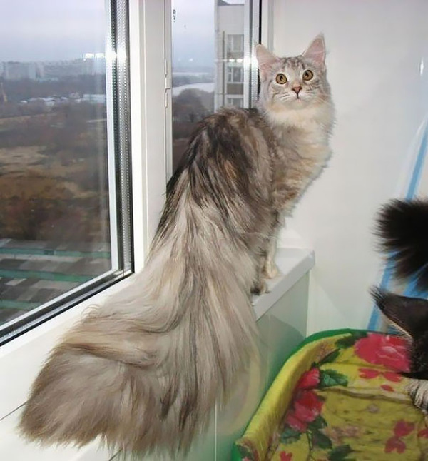 でかすぎる!大型のイエネコ長毛種メインクーン画像【猫】 (32)