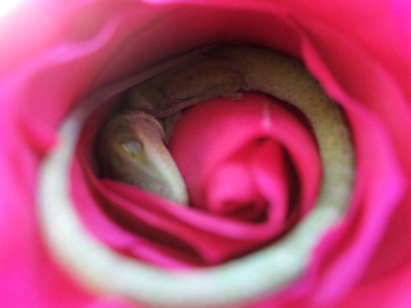 優しい世界。薔薇の花びらの中で眠るトカゲの画像! (2)