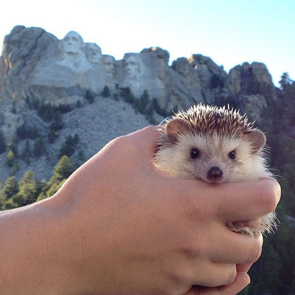 ハリネズミと山