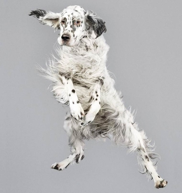 飛ぶ犬！空飛ぶわんこの絶妙な表情が逸品な写真 (9)