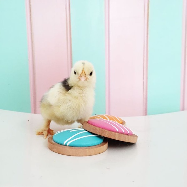 かわいいひよこの写真11
