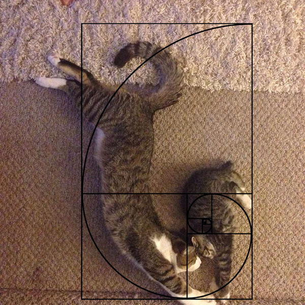 猫と黄金比の関係画像!猫の美しさの秘訣は黄金比にあり (19)