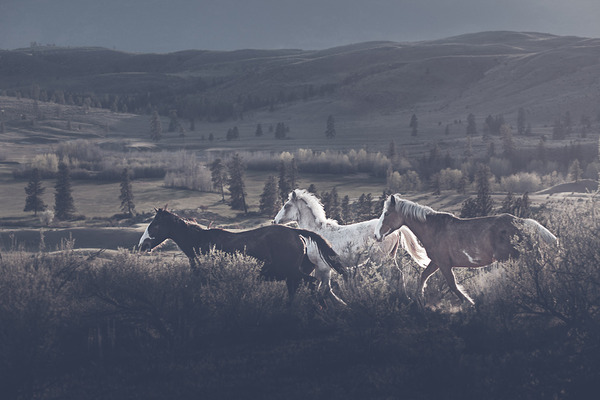 野生の馬 北米大陸に生息する馬の写真12枚