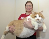 大きな猫！超巨大な猫画像まとめ！猫の王様メインクーン他