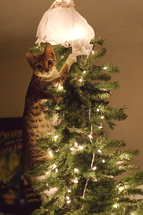 猫 あらぶる クリスマスツリーに突っ込んだり登ったりする猫画像特集