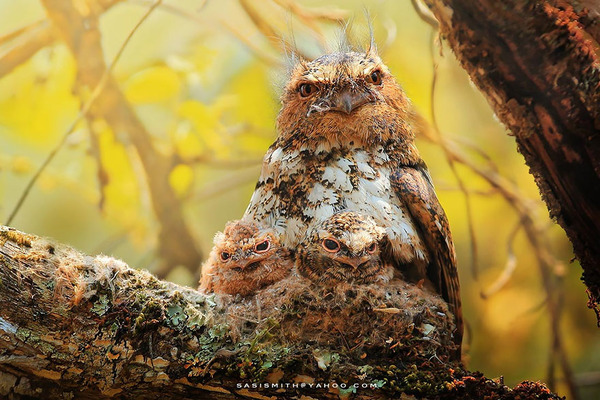 可愛いフクロウの画像 11