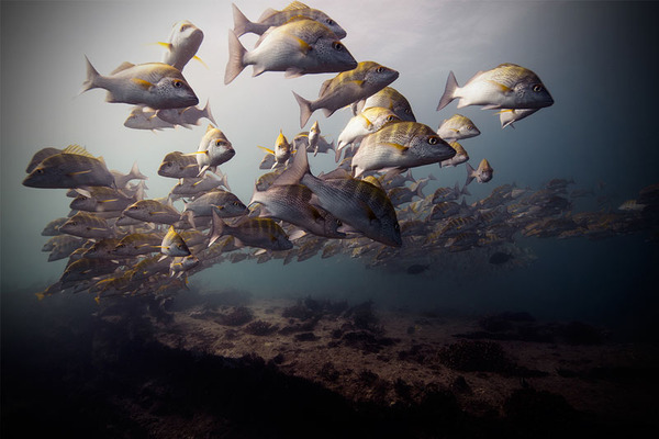 サカナの海中写真 Jorge Cervera Hauser 2