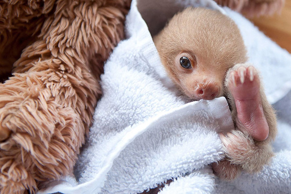 癒し系動物ナマケモノの赤ちゃんが超かわいい画像