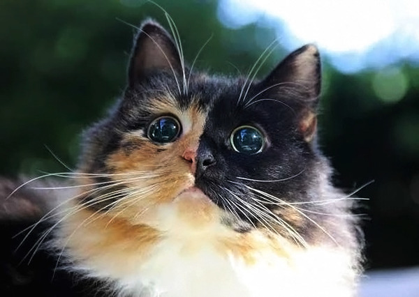 盲目の迷い猫。珍しい毛色のキメラネコが愛を知る (7)