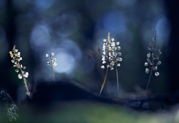 Wildflowers