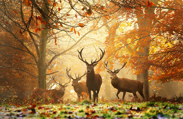 秋まっしぐら 紅葉や秋の森の中を楽しむ動物たちの画像