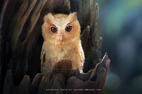 可愛いフクロウの画像 8