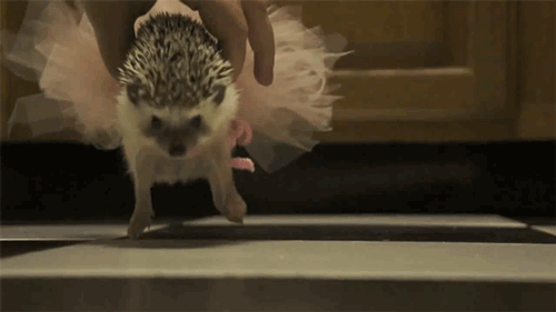 かわいいハリネズミのGIF画像4