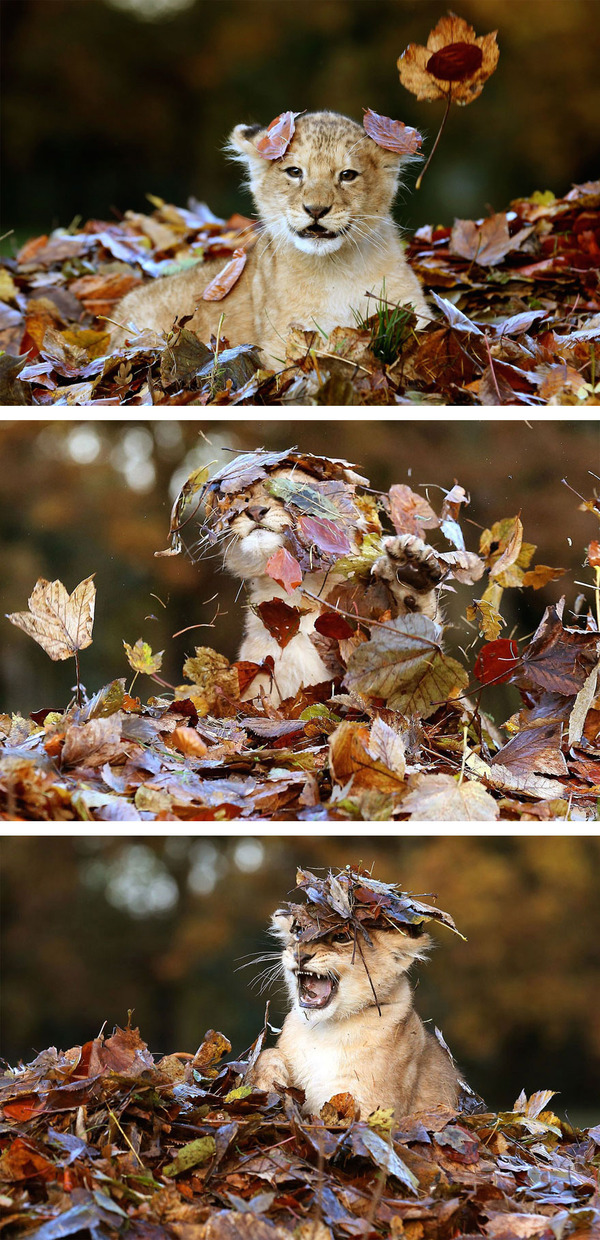 秋まっしぐら 紅葉や秋の森の中を楽しむ動物たちの画像 秋まっしぐら 紅葉や秋の森の中を楽しむ動物たちの画像