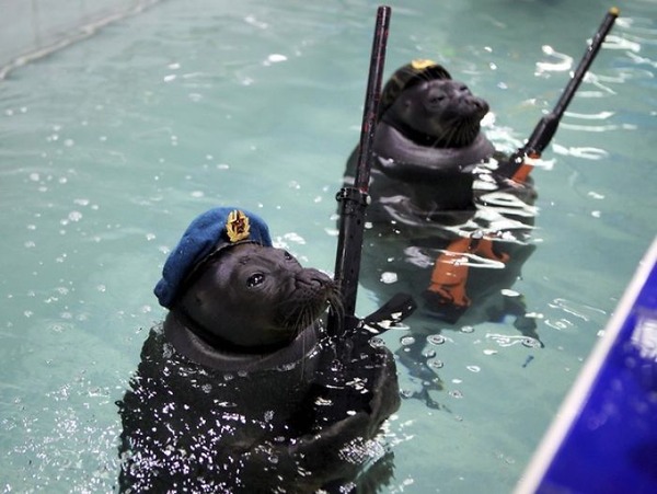 SEALS,ロシアのオットセイの軍事訓練、VEデー