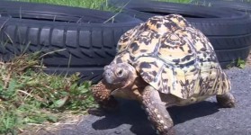 このカメ、速いぞ！世界最速の亀がめでたくギネス記録を更新