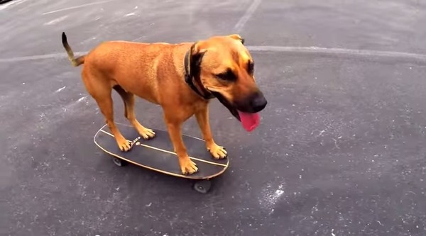 スケボー大好き スケボーを乗りこなすスケートボード犬