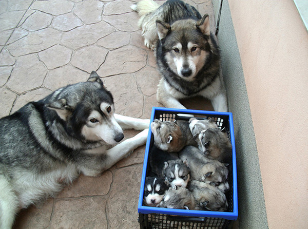 わんこファミリー 母犬とその子犬達の集合写真32枚 犬の親子画像 わんこファミリー 母犬とその子犬達の集合写真32枚 犬の親子画像