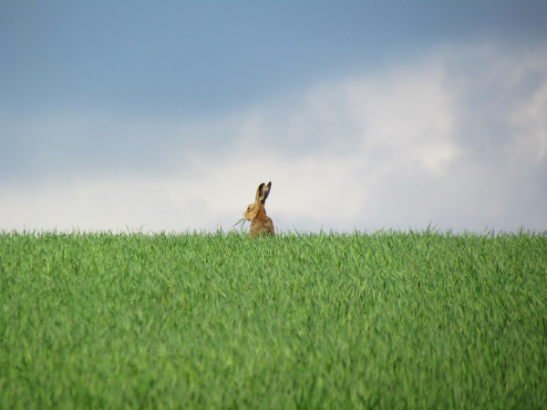 Solo Hare