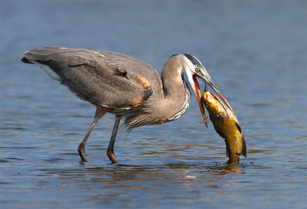 もう逃げられない…！鳥が魚をパックリ食べちゃう瞬間的画像 (3)