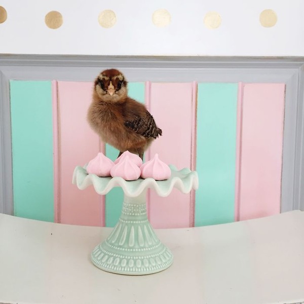 かわいいひよこの写真12