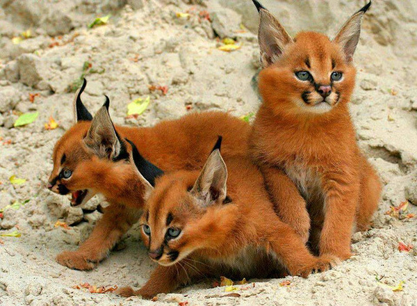 カラカルの画像!麻呂眉と耳の房毛が特徴的なネコ科動物 (5)