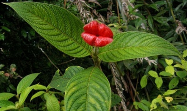 Psychotria Elata 3