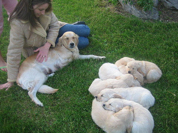 お母さん犬とその子犬達のソックリ集合写真！犬親子画像 (17)