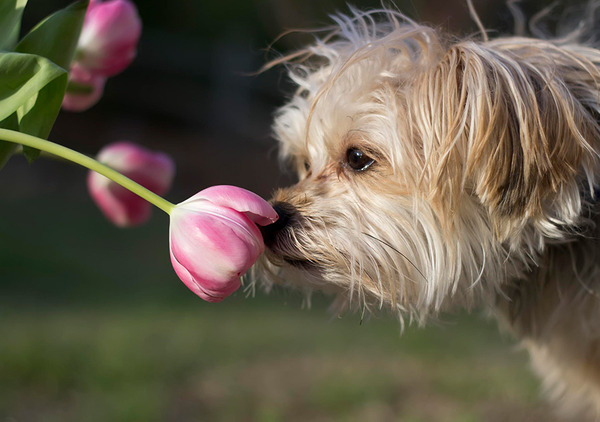 くんくん良い香り。花の匂いを嗅ぐ動物たちの画像 (18)