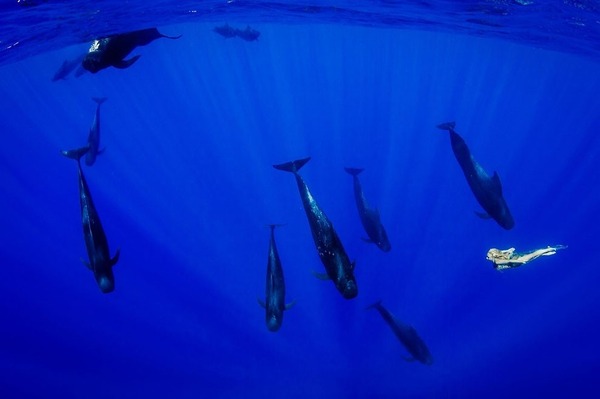 ザトウクジラとモデルのダイバーが一緒に海中を泳ぐ 9
