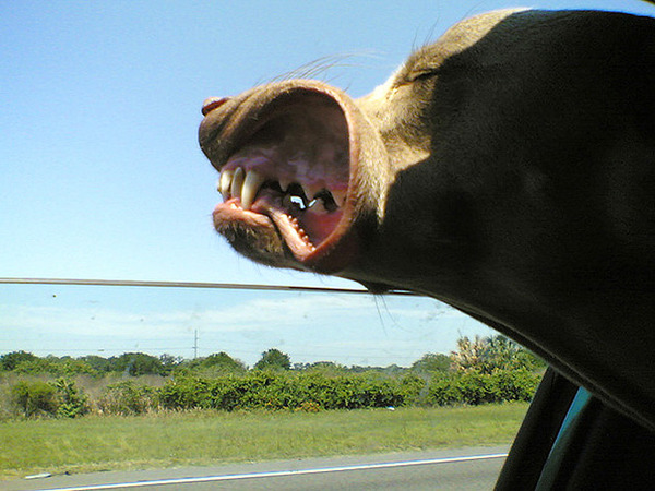 走行中の車から顔を出す犬のおもしろ顔画像 13