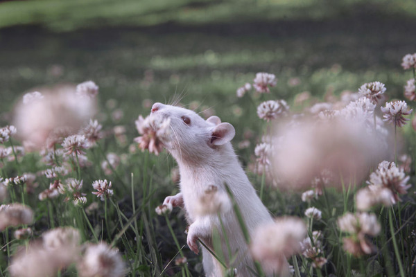 くんくん良い香り。花の匂いを嗅ぐ動物たちの画像 (9)
