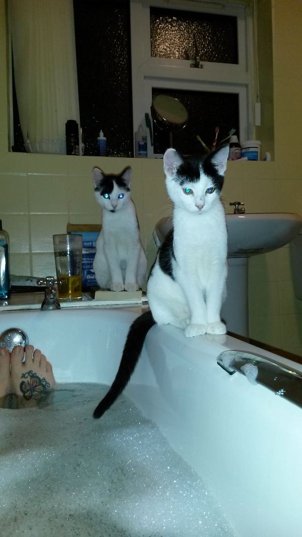 ボクに構いにゃさい。ツンデレ猫画像 (11)