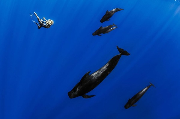 ザトウクジラとモデルのダイバーが一緒に海中を泳ぐ 6