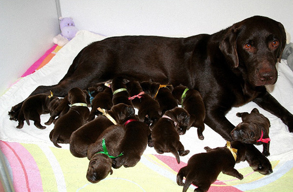 お母さん犬とその子犬達のソックリ集合写真！犬親子画像 (28)