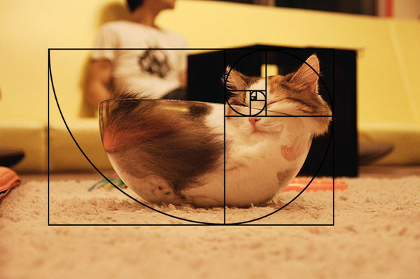 猫と黄金比の関係画像!猫の美しさの秘訣は黄金比にあり (15)