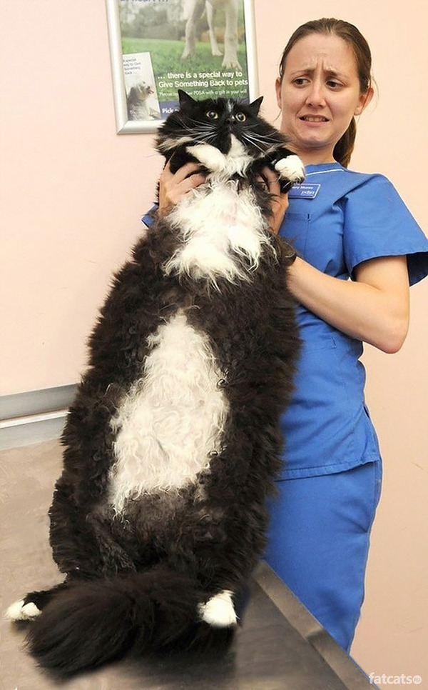 とても大きい猫の画像 12
