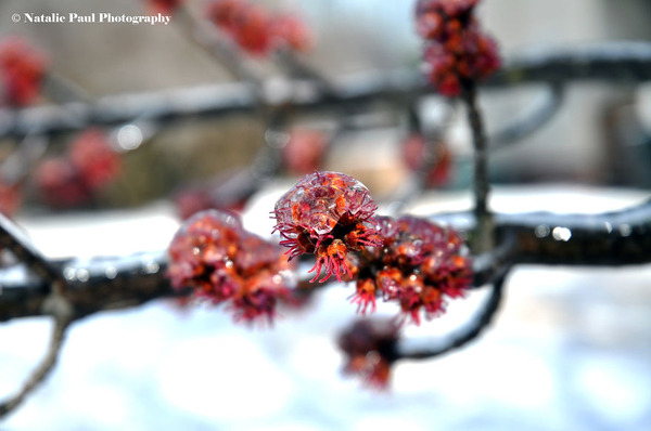 氷霧の後の花11