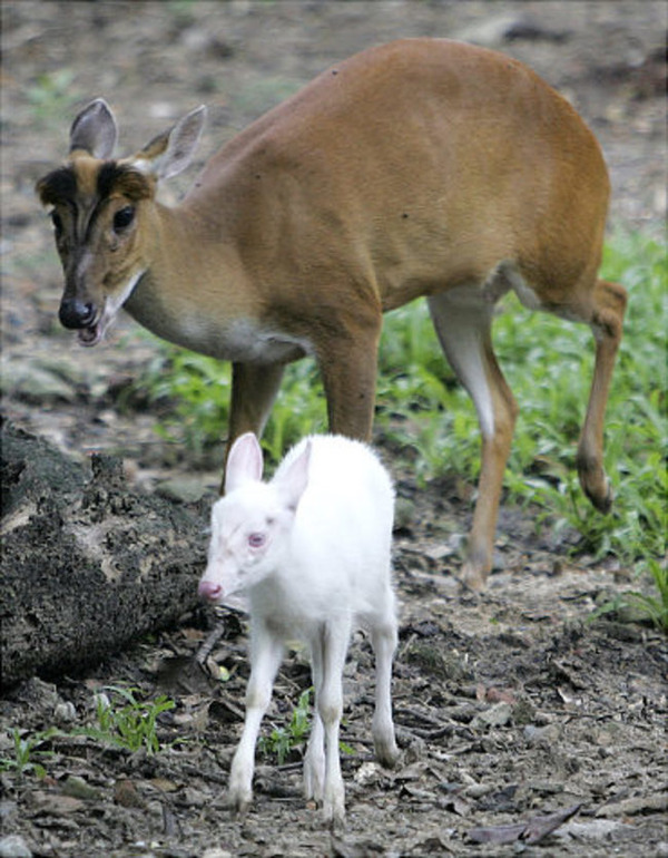 神秘的な白 美しい純白なアルビノ動物の画像特集