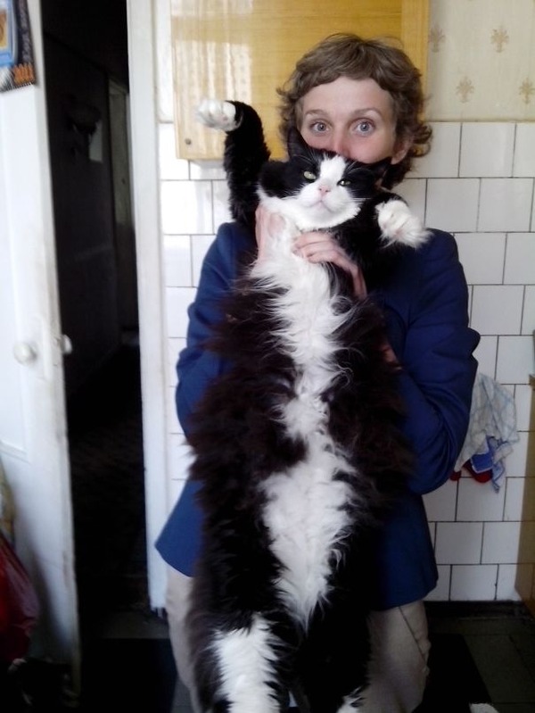 とても大きい猫の画像 38