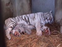 小さくて可愛いすぎる ベイビーキュートな動物の赤ちゃん画像特集