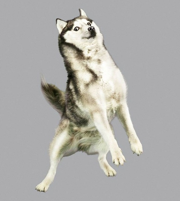 飛ぶ犬！空飛ぶわんこの絶妙な表情が逸品な写真 (6)