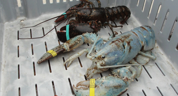 ロブスターのアルビノ