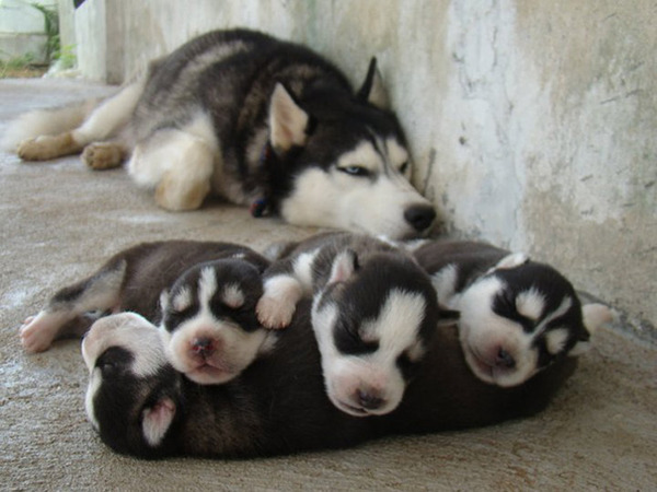 お母さん犬とその子犬達のソックリ集合写真！犬親子画像 (12)