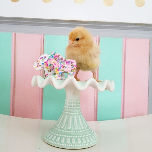 かわいいひよこの写真17
