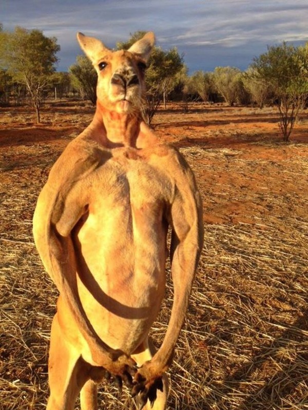 ムキムキな筋肉カンガルー ロジャー 3