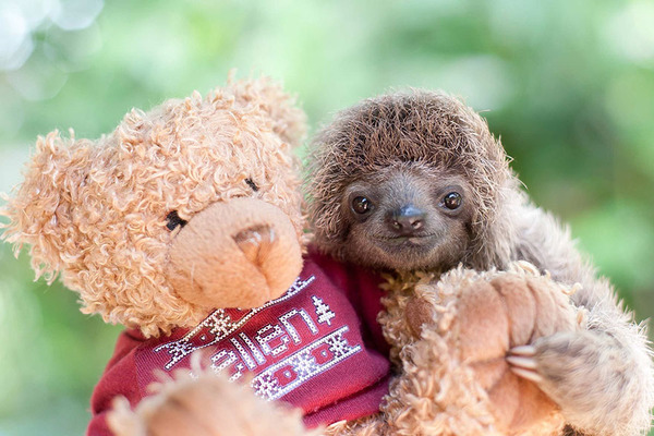 癒し系動物ナマケモノの赤ちゃんが超かわいい画像 (16)