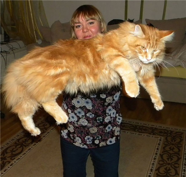 でかすぎる!大型のイエネコ長毛種メインクーン画像【猫】 (39)