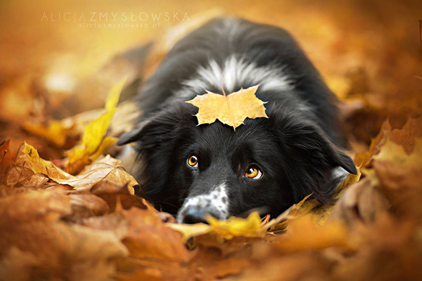 紅葉や秋の森の中を楽しむ動物たちの画像 (6)