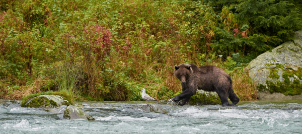 Grizzly fishing
